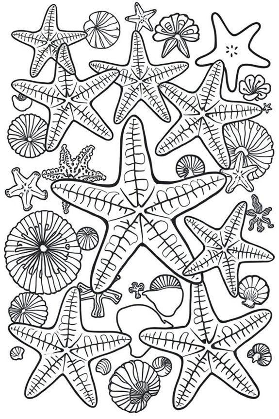 Starfish and Seashells Coloring Sheet
